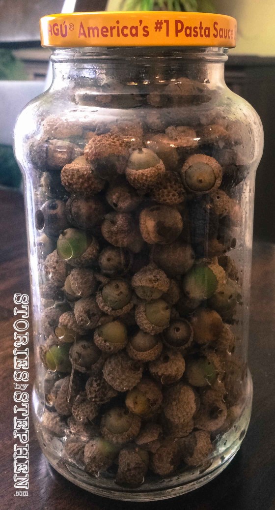 All these acorns were collected in our backyard over Labor Day weekend. The kids actually collected 2.5 jars of acorns in just a few days.