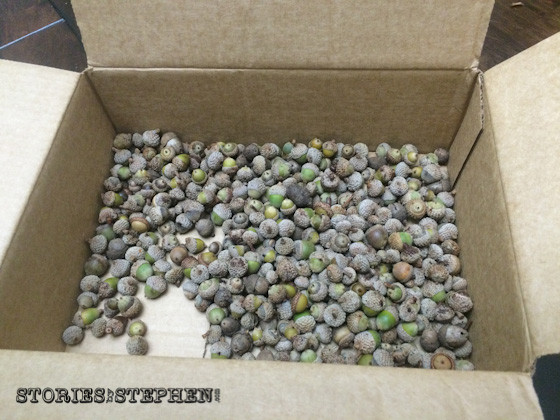 All the counted acorns went into the box.