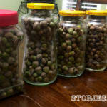 Counting Acorns Contest-17