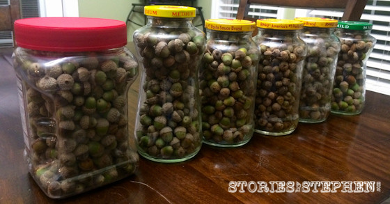 We have collected all these acorns in our yard over the last 2 weeks. We actually had another jar that we sent home with some cousins.