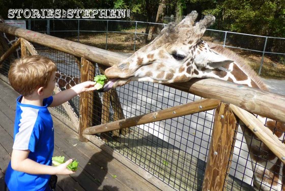One of the 1st things we did was feed the giraffes!