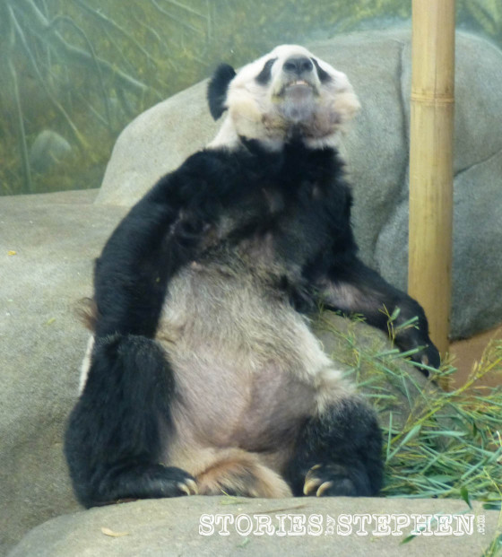 The panda bear is one of the laziest animals ever. It just lays there looking almost dead.