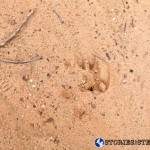 Trail Run 3 Lake Guntersville State Park-25 deer tracks print