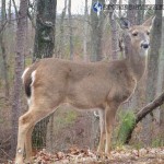 Trail Run 3 Lake Guntersville State Park-3-3 deer