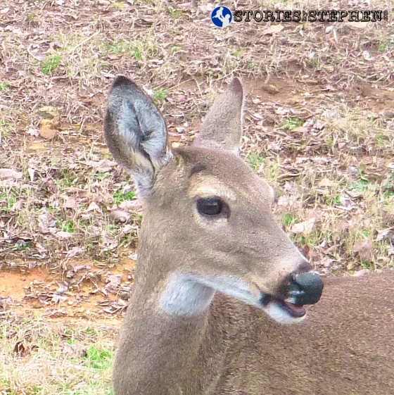 I love this deer picture because she looks like she is smiling.