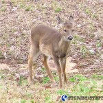 Trail Run 3 Lake Guntersville State Park-67 deer fawn