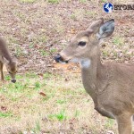 Trail Run 3 Lake Guntersville State Park-68 deer mother fawn