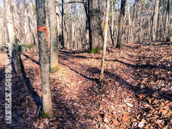 This fork in the Tom Bevill trail has no signs to indicate which direction to go.
