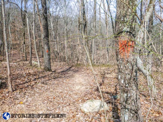 Turning right onto the Lickskillet Trail from the service road, there are no signs marking the trail. I just had to watch for orange tree markings.