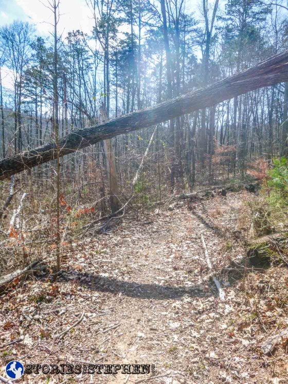 Watch for fallen trees hanging over the Lickskillet Trail after crossing the service road going back down (east) the trail.