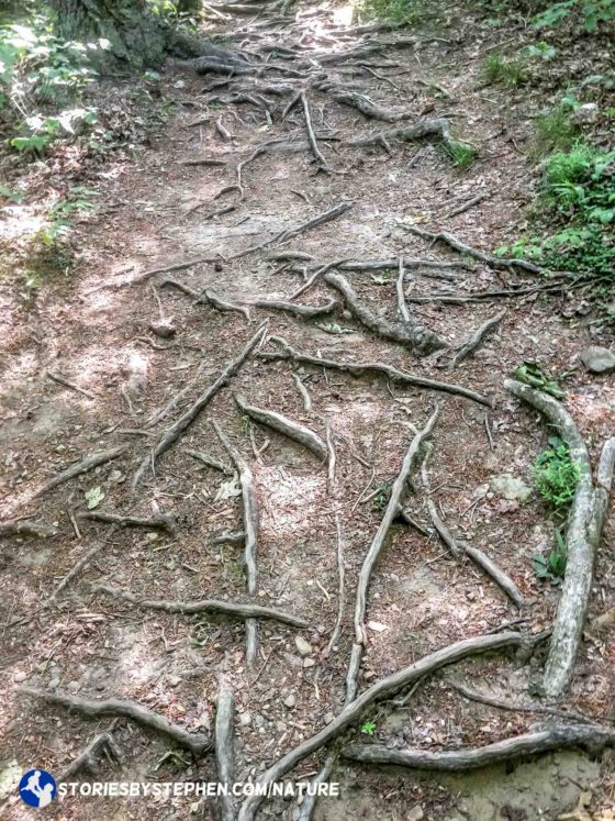 I have come to really appreciate roots like this on trails. While they sometimes trip me up, I just find them fascinating.