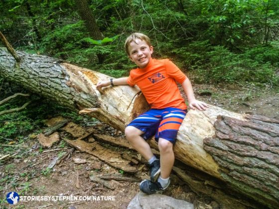 Being in a hurry to get back to camp did not stop the kids from all sitting in this fallen tree with a carved out spot that makes a perfect seat.